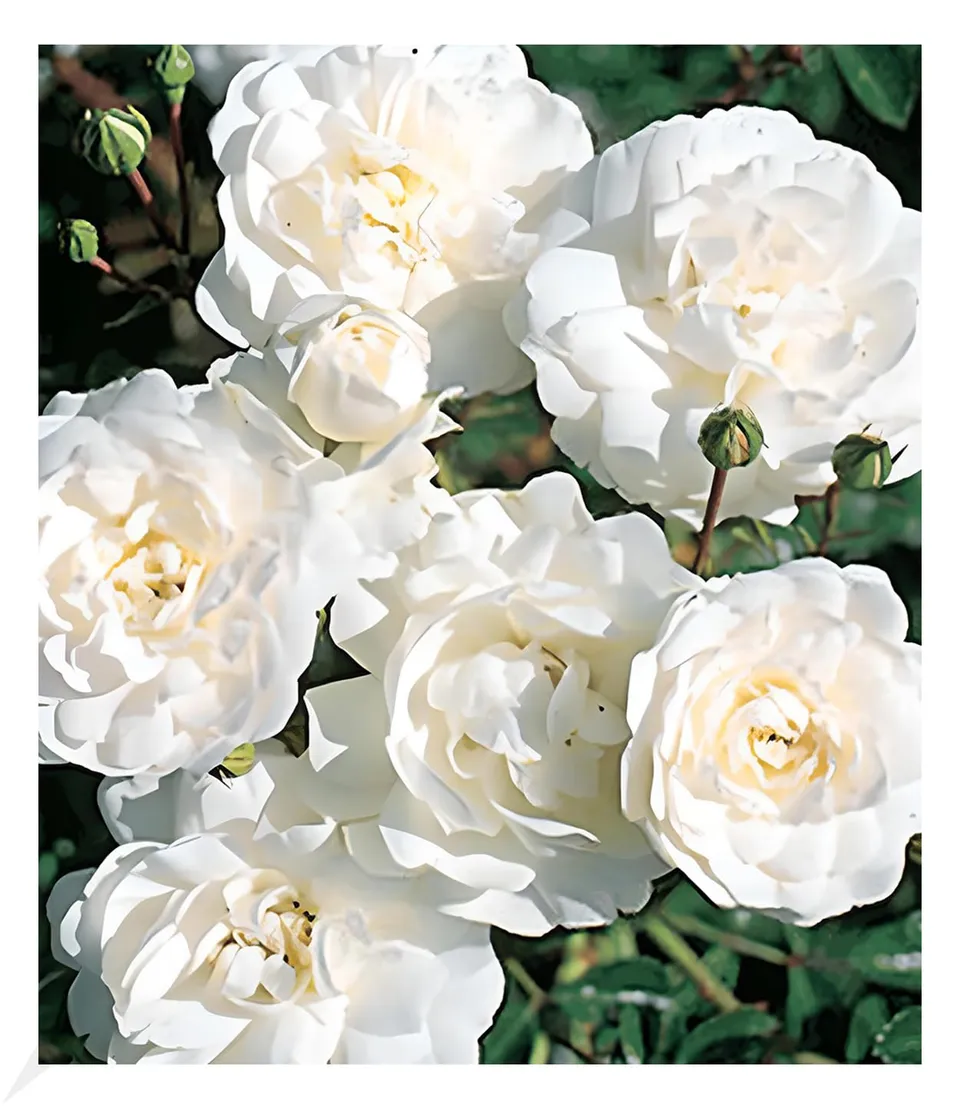baldur-garten-bodendeckerrose-sea-foam-wei-e-rose-9x9-cm-topf image 1