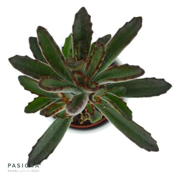 pasiora-kalanchoe-tomentosa-rubra-sukkulente-6cm-topf image 2