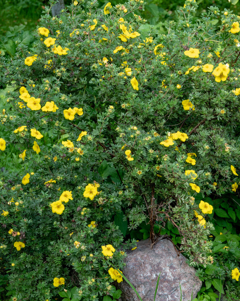 feey-gelber-fingerstrauch-potentilla-goldfinger image 7