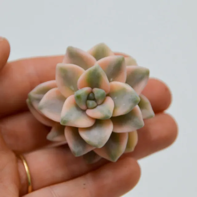 pasiora-graptoveria-titubans-f-variegata-steckling image 1