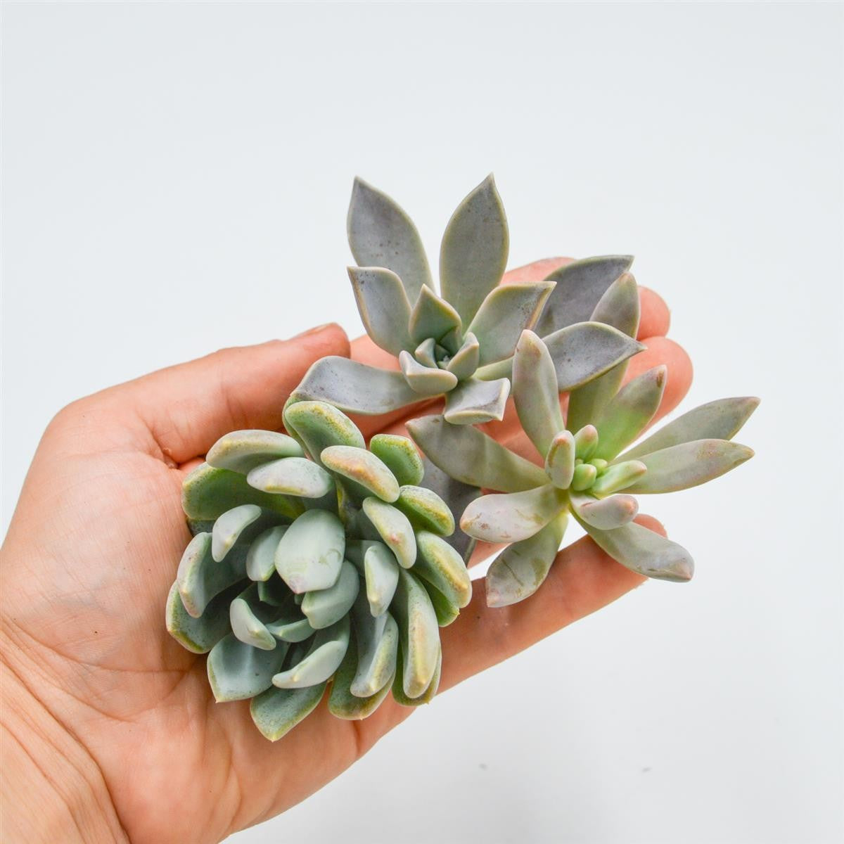 pasiora-graptopetalum-stecklings-set-3-sorten-sukkulenten image 1