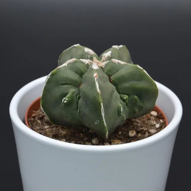 pasiora-astrophytum-myriostigma-f-nuda-monstrose-kaktus-10-5cm-topf image 1