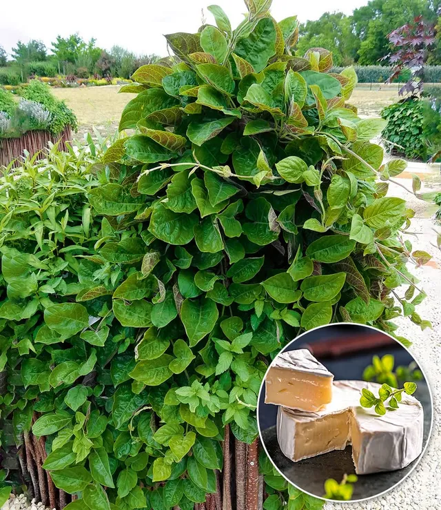 baldur-garten-k-sepflanze-camembert-1-pflanze-im-10-5-cm-topf image 1