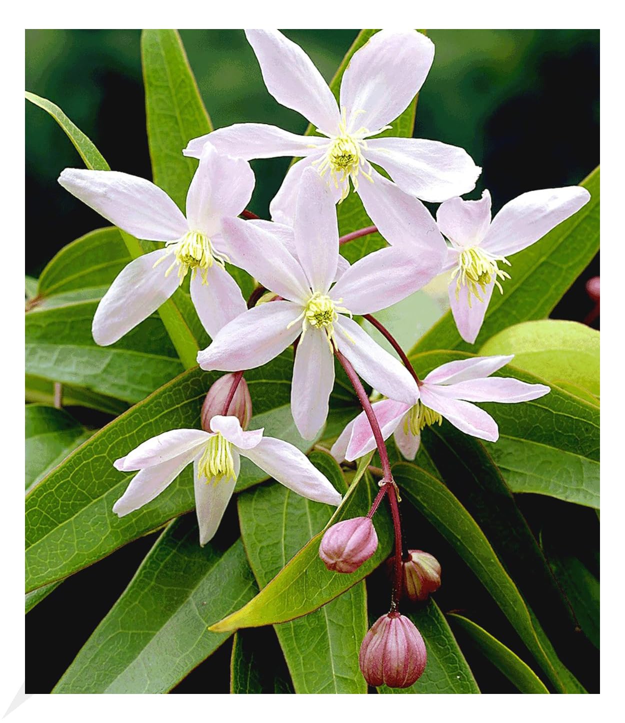 baldur-garten-gef-llte-clematis-taiga-kletterpflanze-im-11-cm-topf image 8