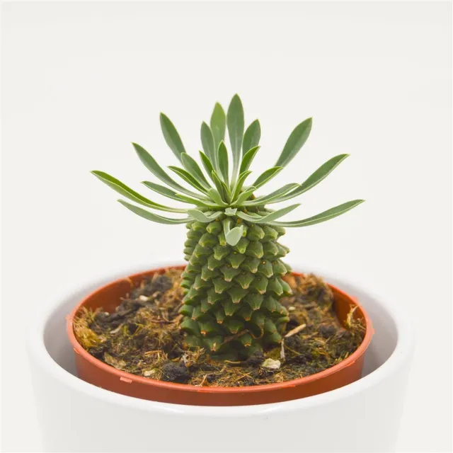 pasiora-euphorbia-sotetsu-kirin-8-5cm-skulpturale-rarit-t image 1