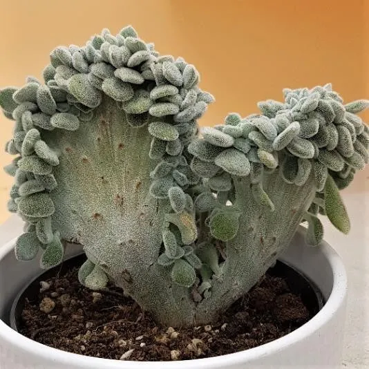 pasiora-echeveria-pulvinata-frosty-cristata-12cm image 1
