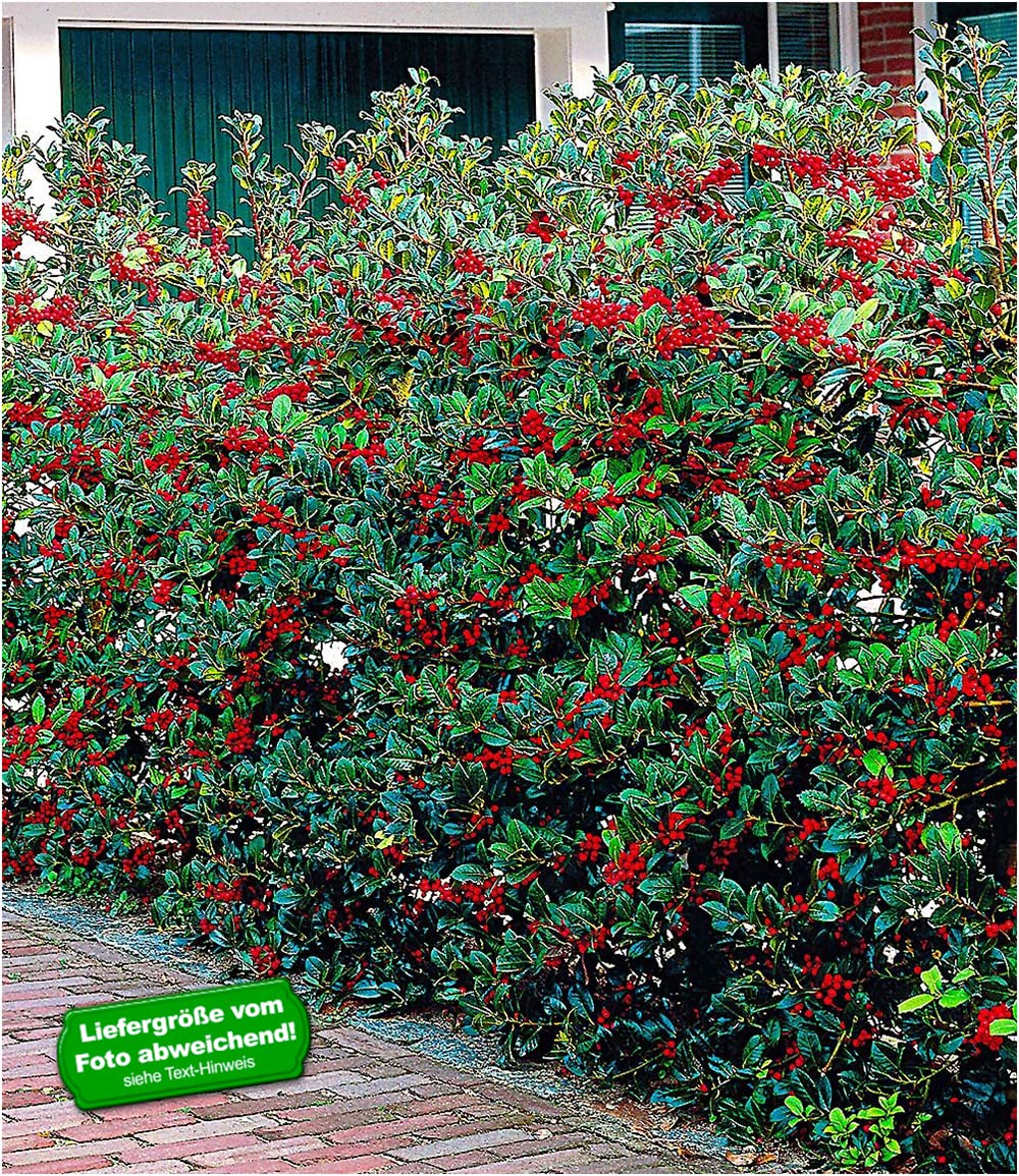 baldur-garten-5er-ilex-hecke-heckenfee-ilex-meserveae-im-9x9-cm-topf image 2