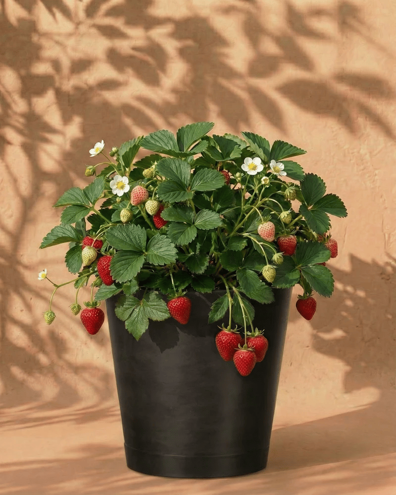 feey-erdbeere-wurzelstock-fragaria-x-ananassa image 6