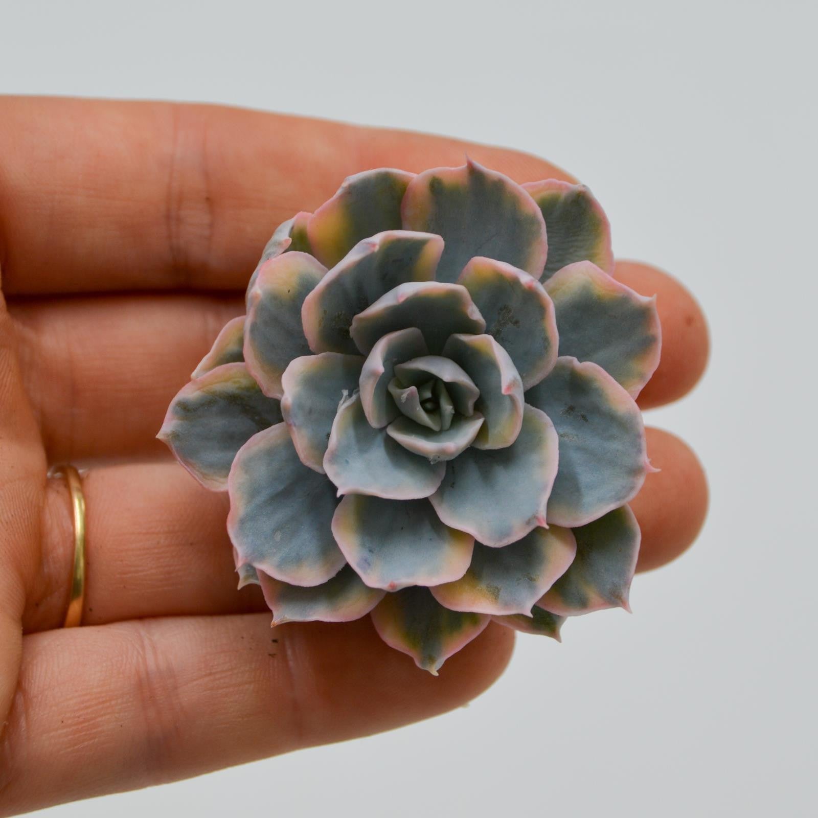 pasiora-echeveria-subessilis-variegata-steckling image 1