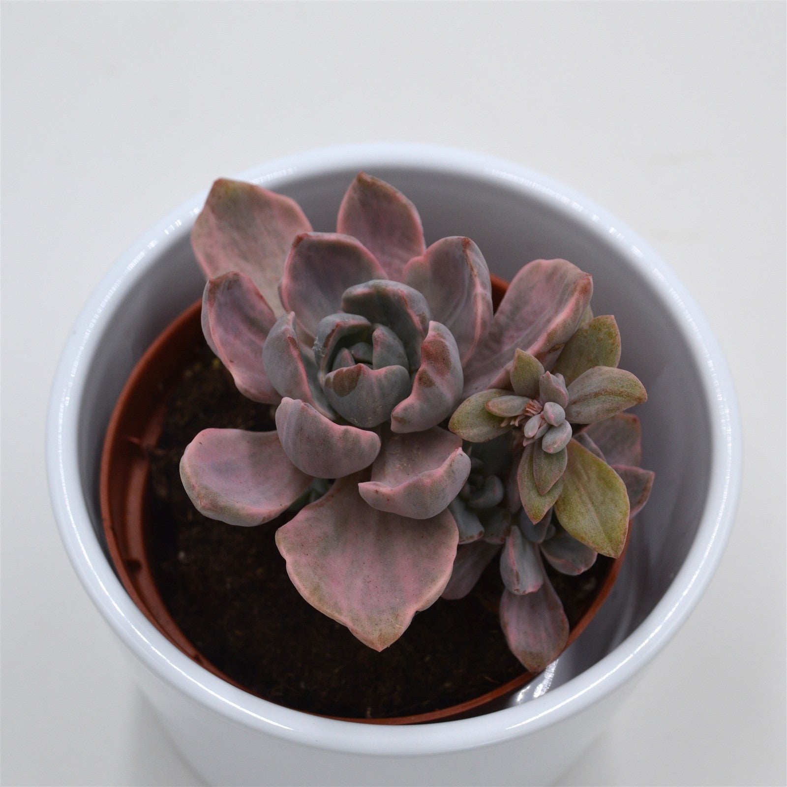 pasiora-graptoveria-mrs-richards-f-variegata-8-5cm-topf image 2