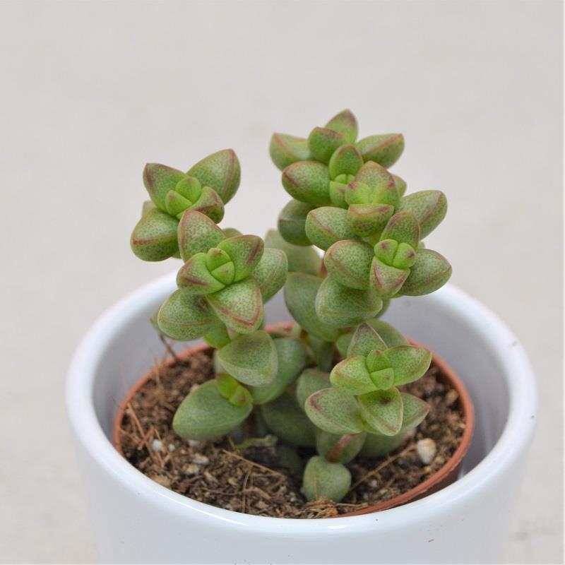 pasiora-crassula-brevifolia-sukkulente-5-5-cm-topf image 1