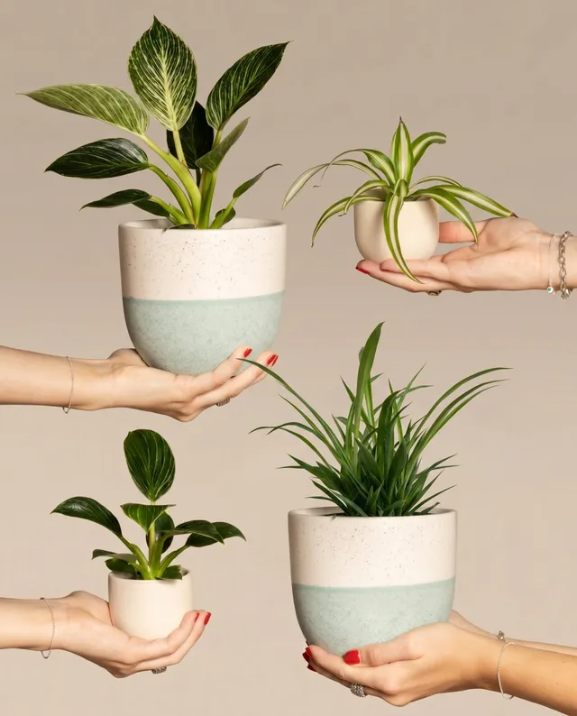 feey-familienzuwachs-set-4er-pflanzenset-philodendron-gr-nlilie image 1