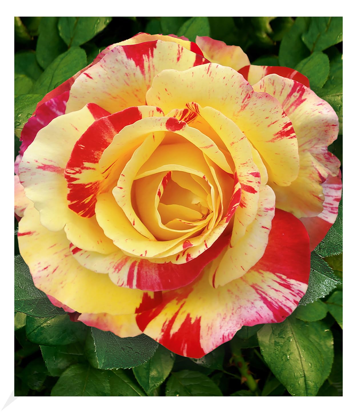 baldur-garten-delbard-malerrose-camille-pissarro-wurzelnackt-a-qualit-t-3-triebi image 1