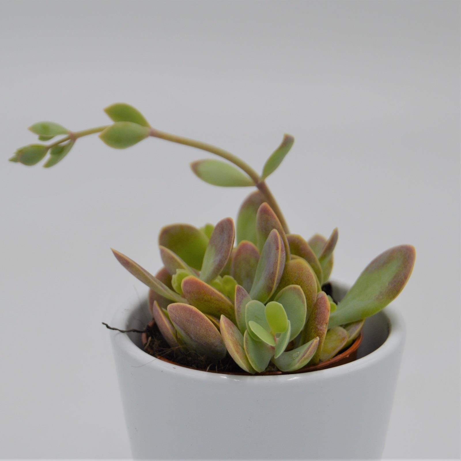 pasiora-kalanchoe-rotundifolia-sukkulente-im-6cm-topf image 2