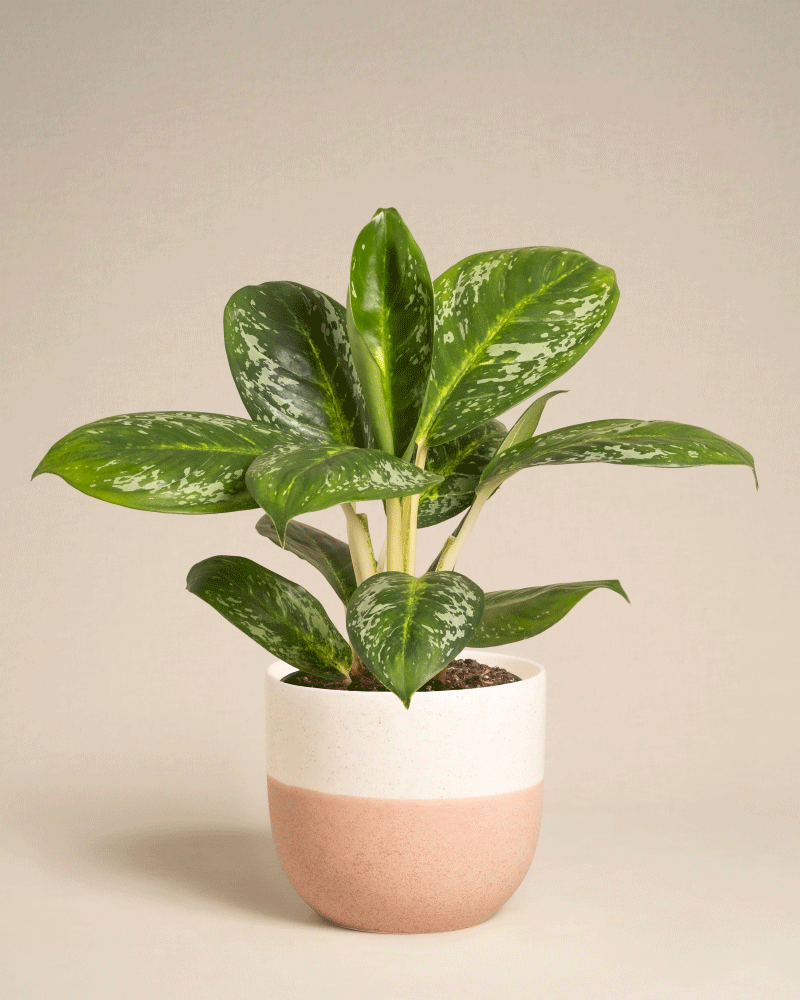 feey-aglaonema-onyx-green-zimmerpflanze-klein-mittel image 7