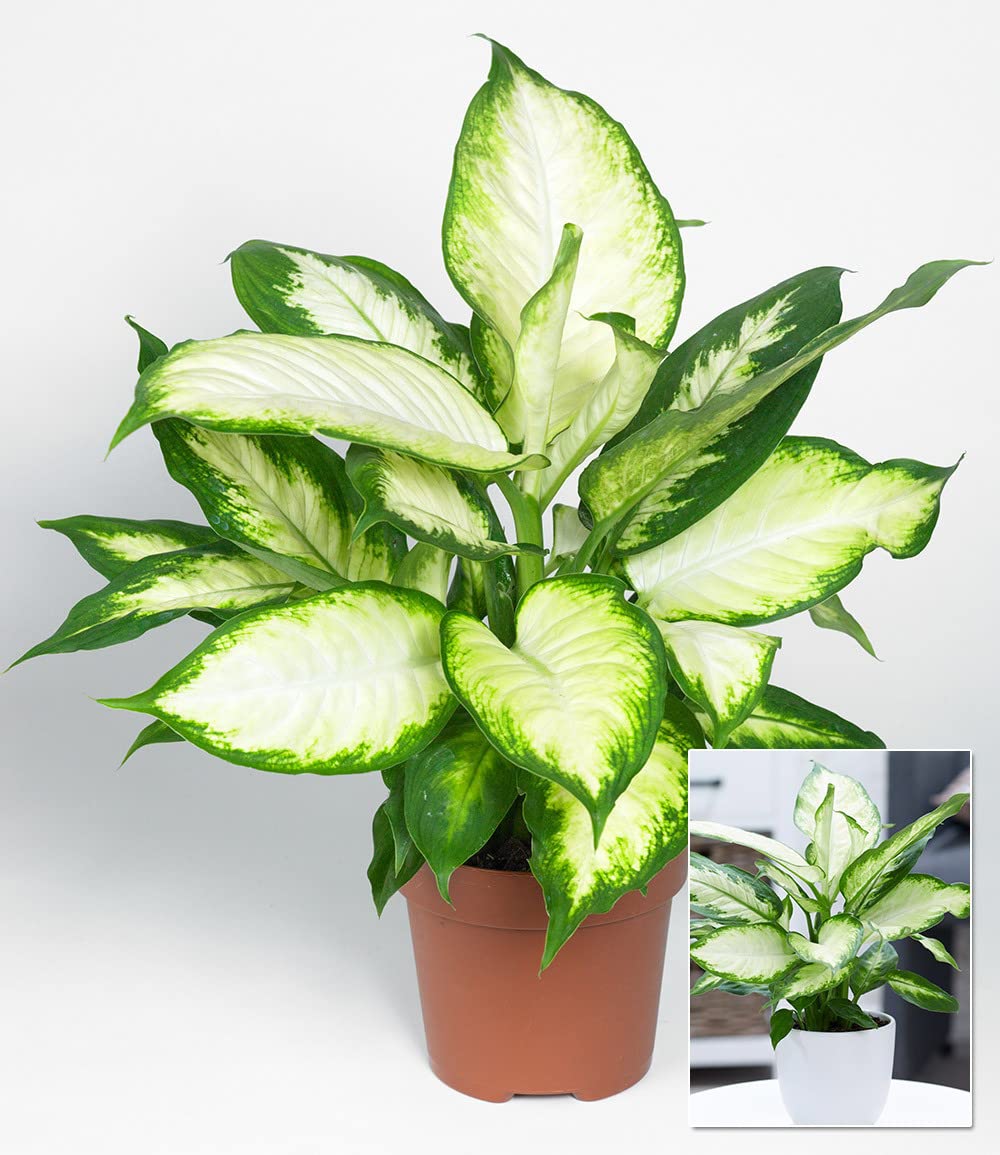 baldur-garten-dieffenbachie-camilla-pflanze-im-12-cm-topf image 3