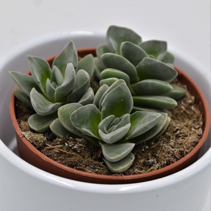pasiora-crassula-coralita-dickblatt-8-5cm image 1