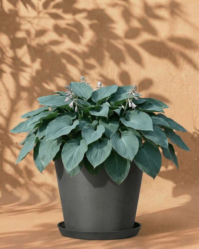 feey-blaue-hosta-funkie-rhizome-zum-pflanzen-bis-1-m image 5