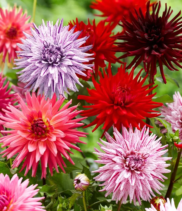 baldur-garten-dahlien-mix-favourite-love-3er-set-knollen-gr-e-i image 1