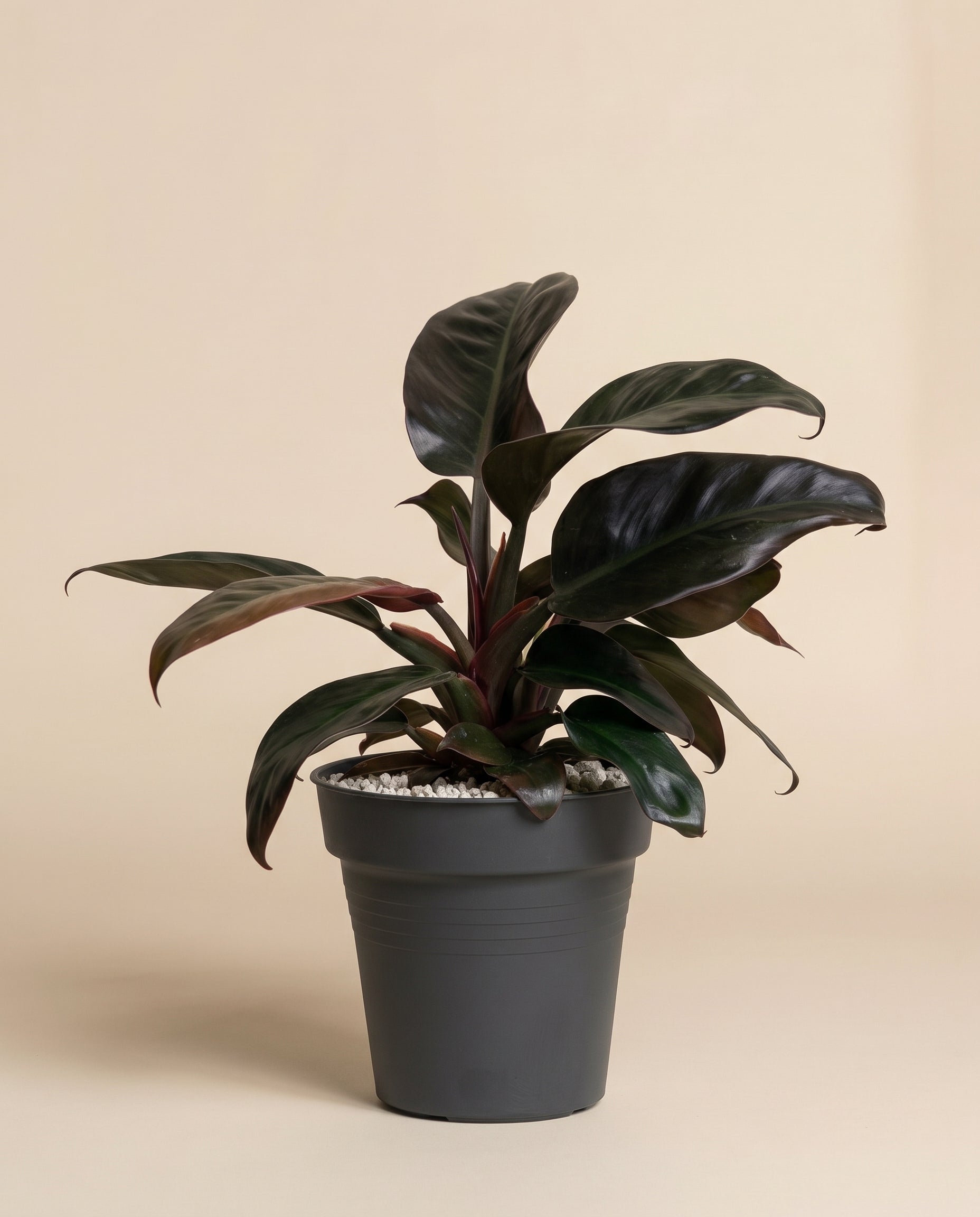 feey-philodendron-imperial-red-zimmerpflanze-dunkelgr-n-rot image 3