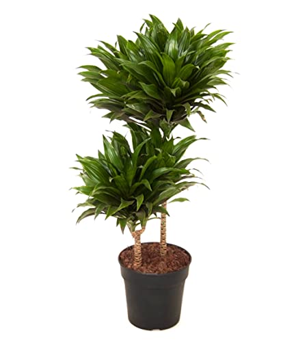 baldur-garten-dracaena-compacta-zimmerpflanze-ca-55-cm-im-19-cm-topf image 6