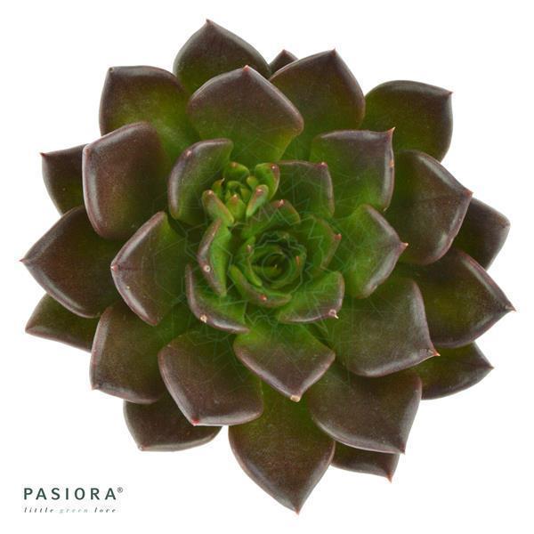 pasiora-enchant-echeveria-sukkulenten-set-3-st-ck-6cm image 3