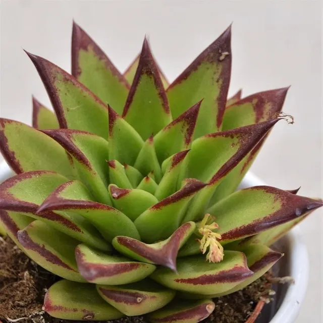 pasiora-echeveria-agavoides-lipstick-sukkulente-8-5-cm image 1
