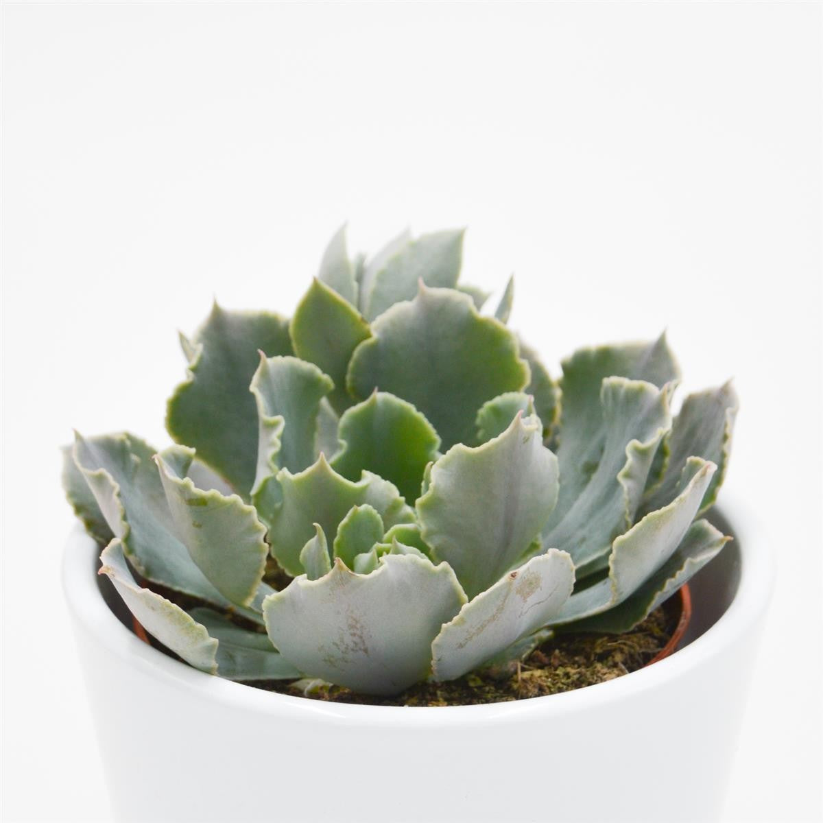 pasiora-echeveria-shaviana-rosetten-sukkulente-9cm image 2