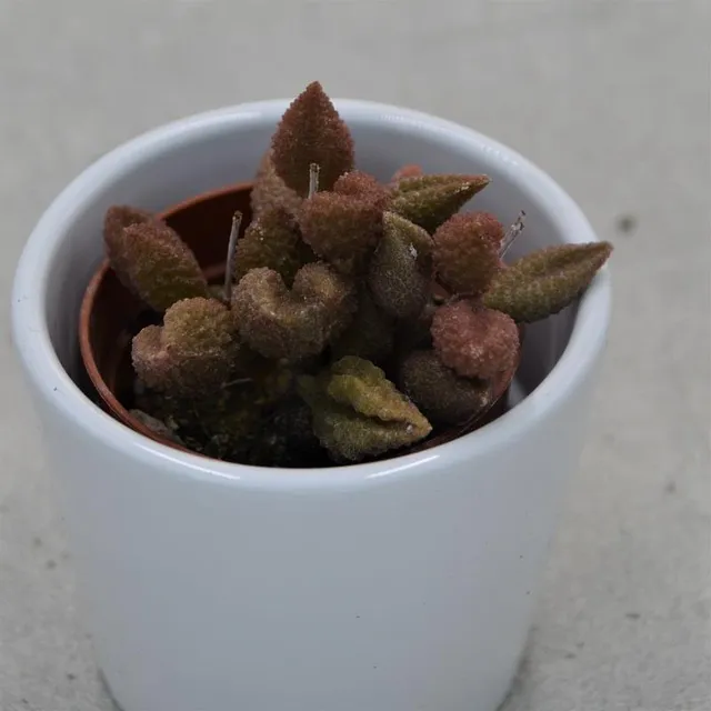 pasiora-adromischus-marianiae-cv-coffee-bean-sukkulente-5-5cm image 1