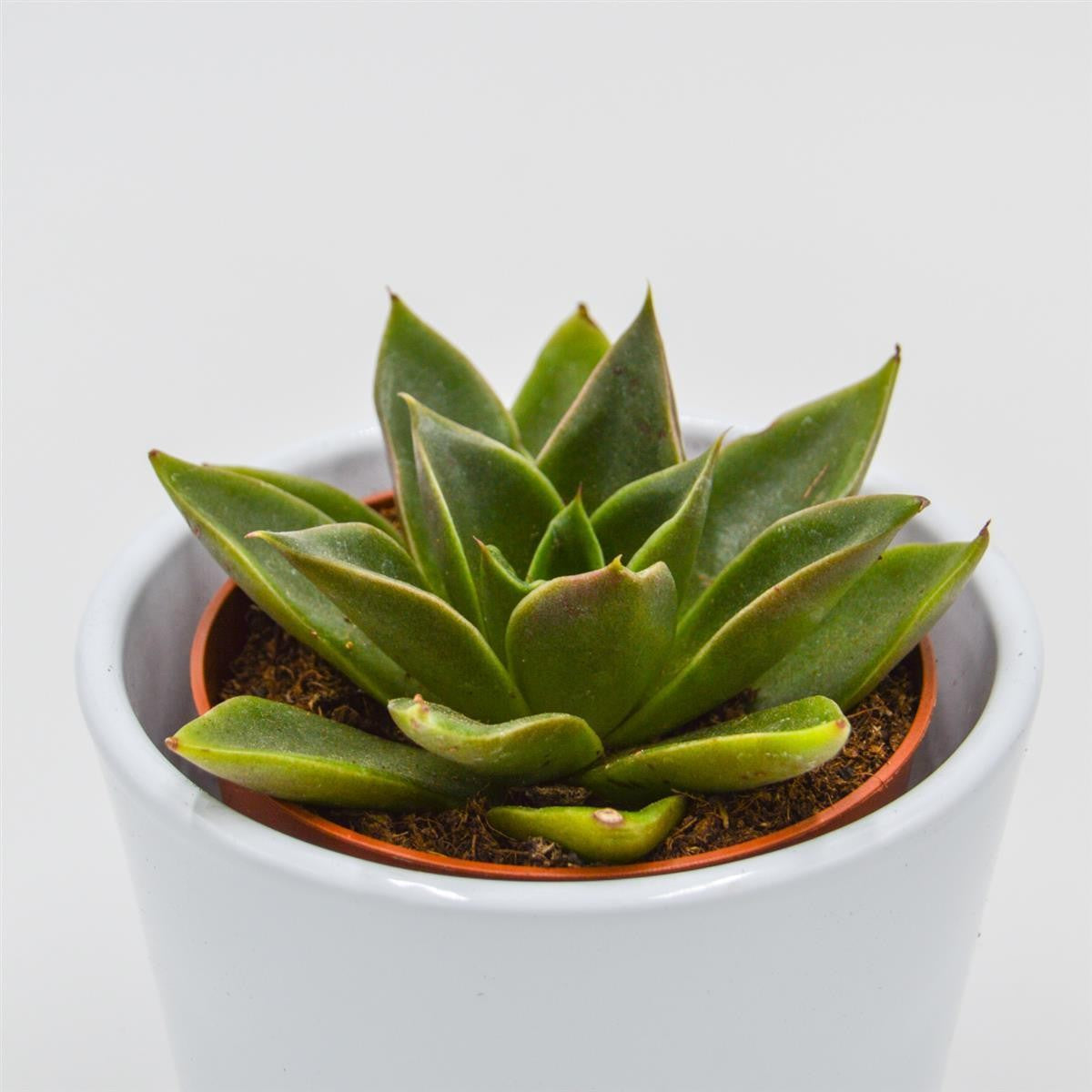 pasiora-echeveria-mexicana-sukkulente-8-5-cm-topf image 1