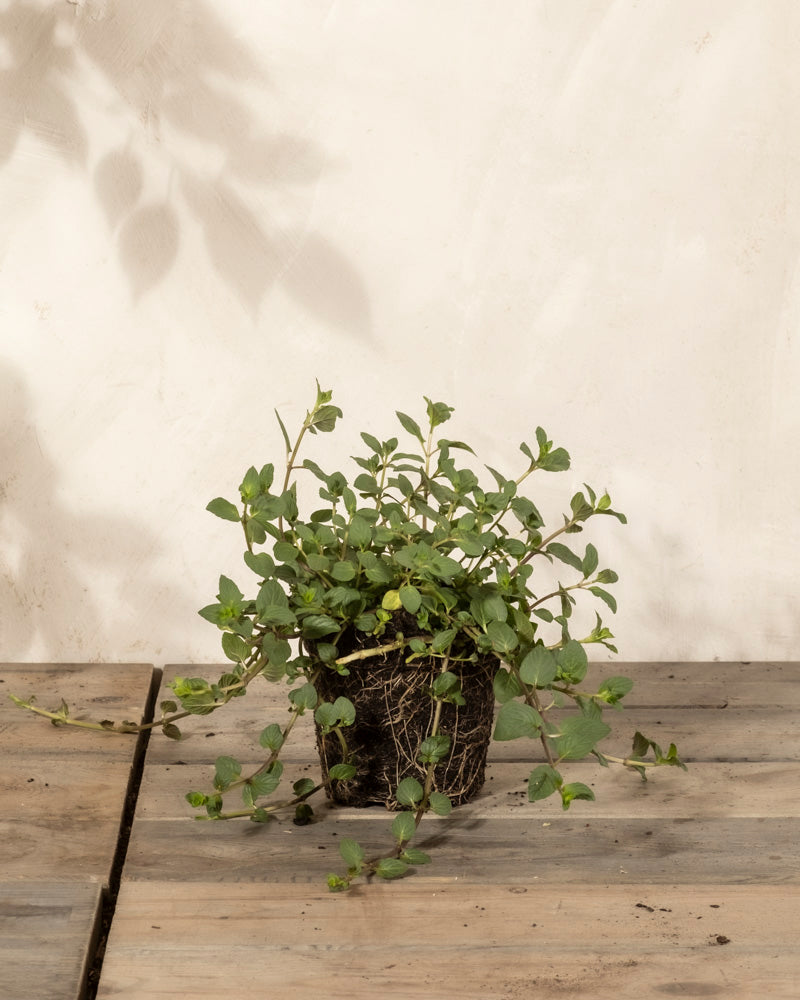 feey-englische-minze-mentha-x-piperita-black-mitcham-kr-uterpflanze image 3