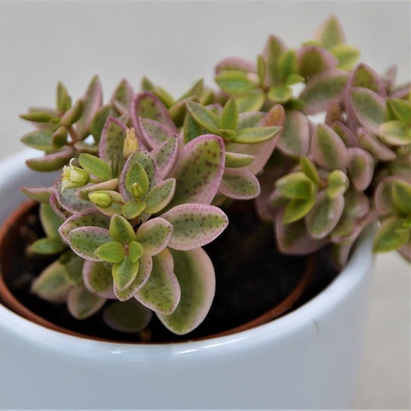 pasiora-crassula-albomarginalis-mini-kitty-sukkulente-5-5cm image 3