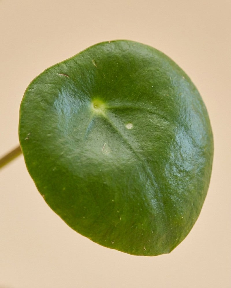 feey-ufopflanze-b-umchen-pilea-peperomioides-zimmerpflanze-klein image 4