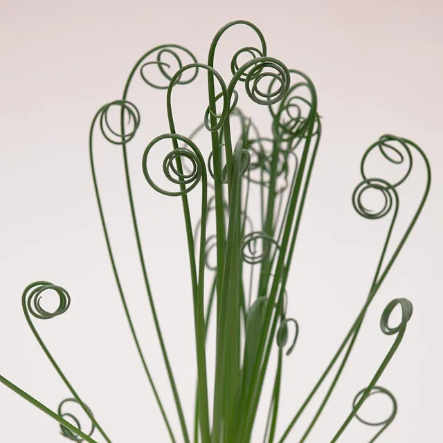 pasiora-albuca-spiralis-frizzle-sizzle-sukkulente-10-5-cm image 1
