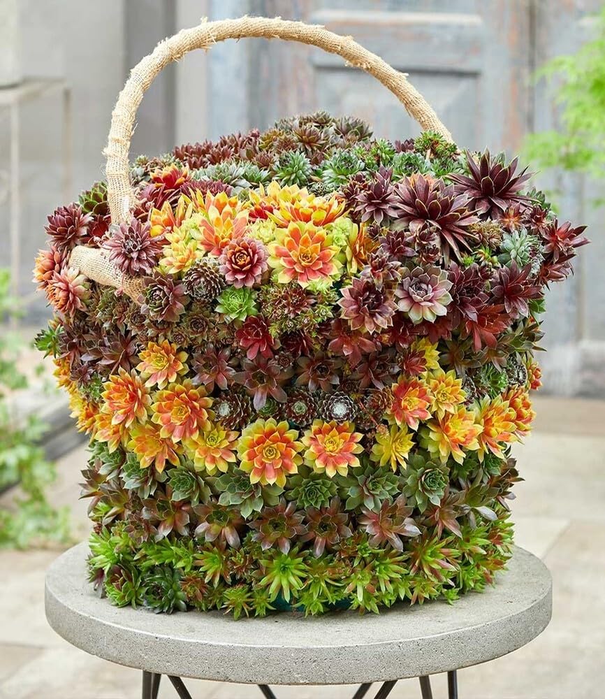 baldur-garten-sempervivum-gold-nugget-im-12-cm-xl-topf image 5