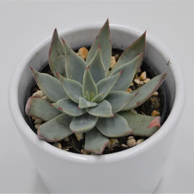 pasiora-echeveria-subalpina-sukkulente-6cm image 1