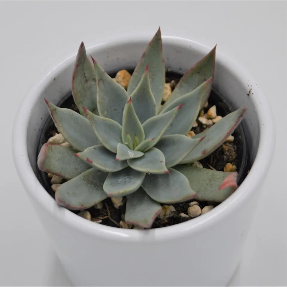 pasiora-echeveria-subalpina-sukkulente-6cm image 1