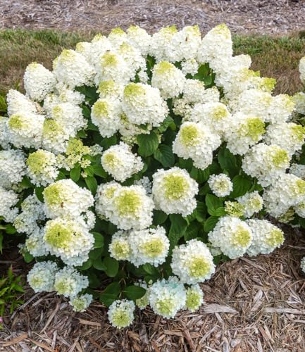 baldur-garten-rispenhortensie-little-hottie-im-9x9-cm-topf image 6
