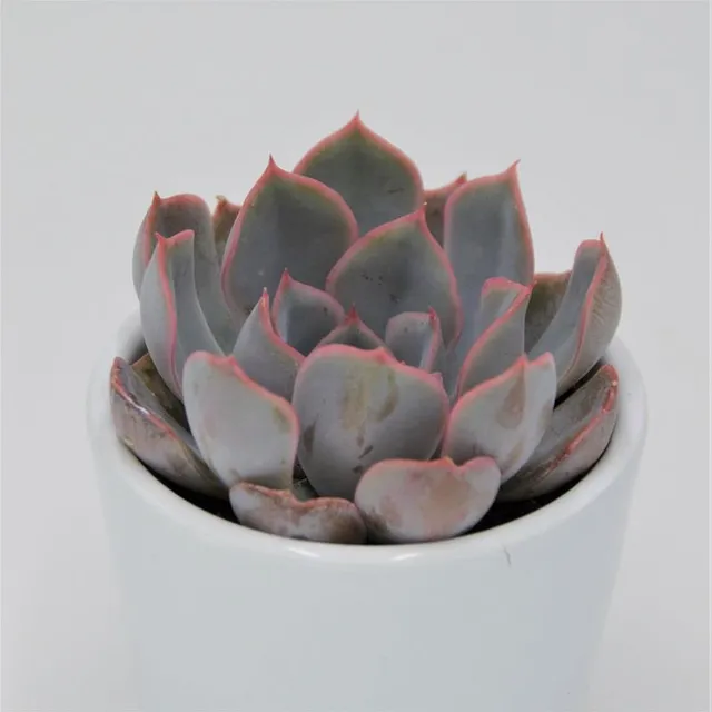 pasiora-echeveria-orion-sukkulente-6cm image 1