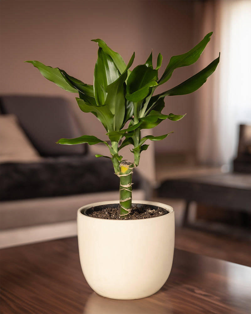 feey-drachenbaum-dracaena-fragrans-zimmerpflanze-klein image 4