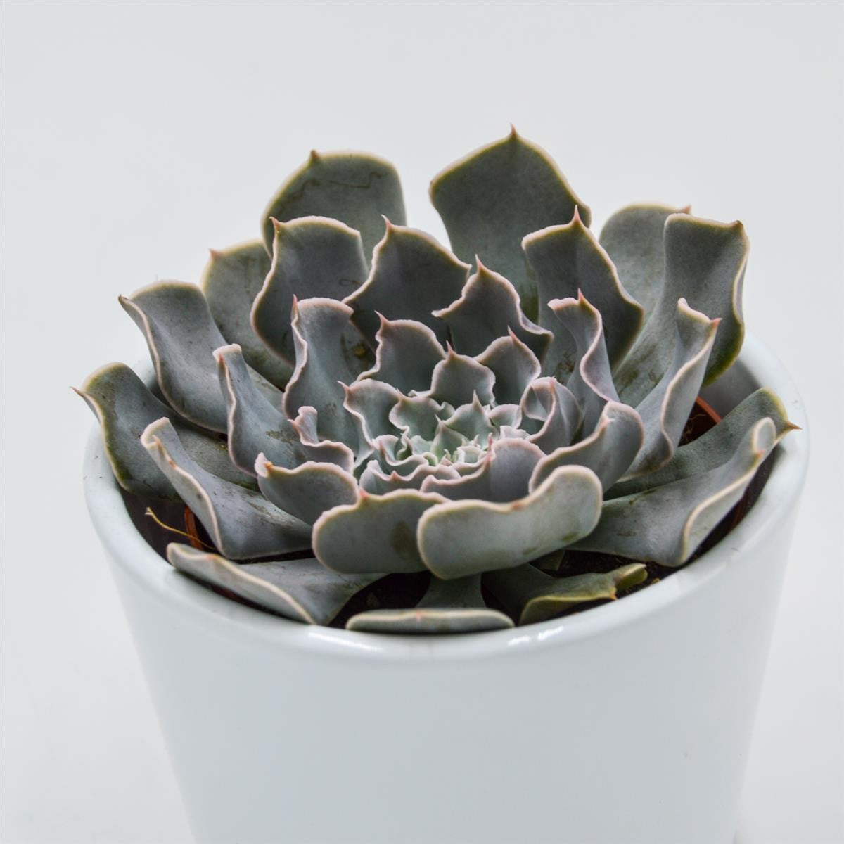 pasiora-echeveria-lavender-runes-sukkulente-8-5cm image 2