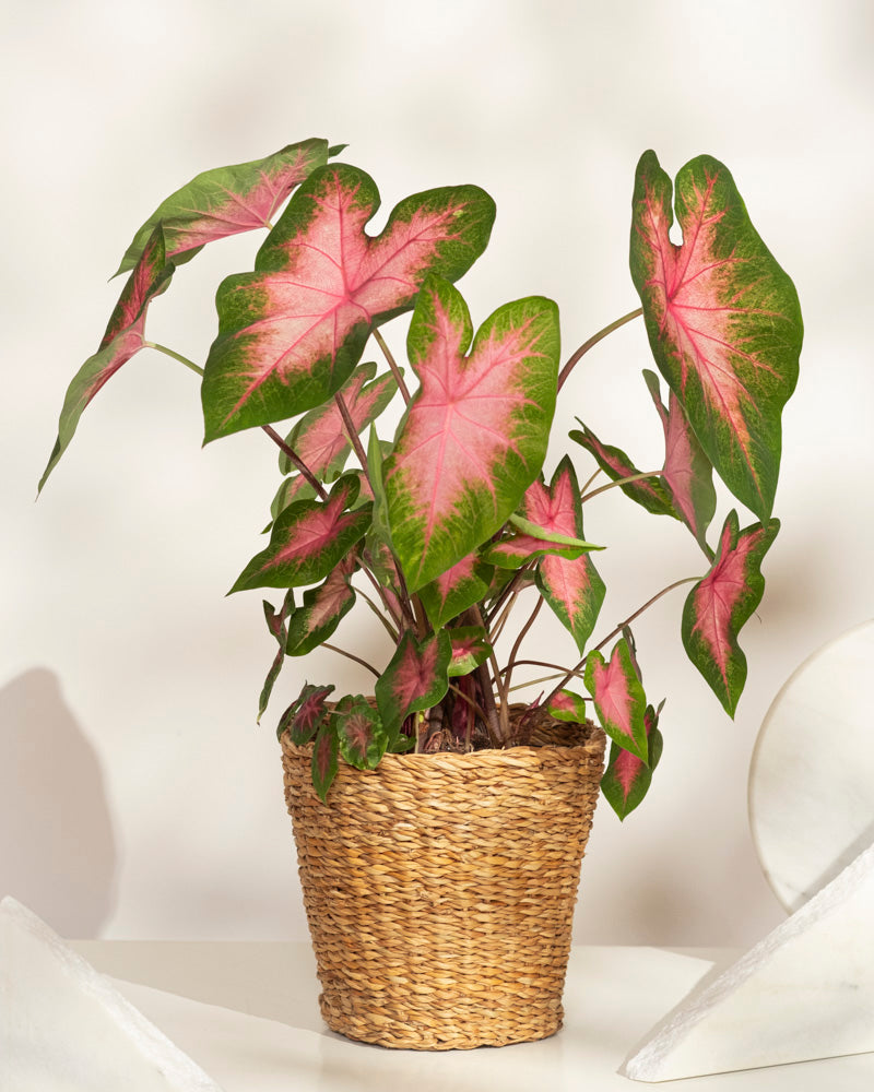 feey-caladium-kathleen-zimmerpflanze image 7