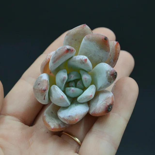 pasiora-echeveria-snow-angel-steckling-sukkulente-indoor image 1