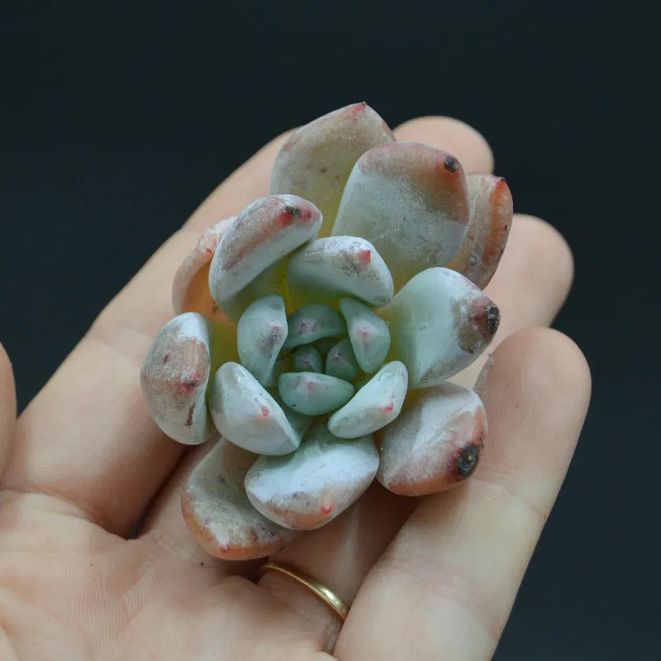 pasiora-echeveria-snow-angel-steckling-sukkulente-indoor image 1