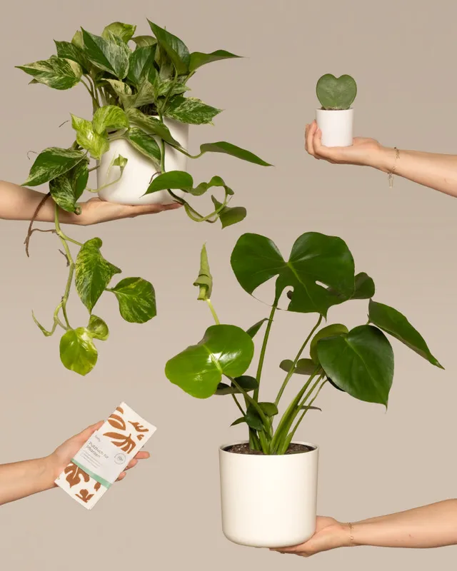 feey-me-time-bundle-monstera-efeutute-marble-queen-set image 1