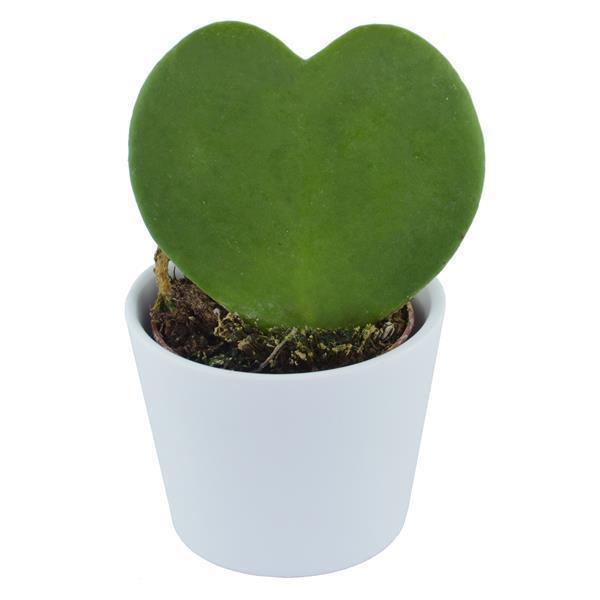 pasiora-hoya-kerrii-herzblatt-sukkulente-6cm-topf image 1