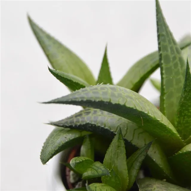pasiora-haworthia-venosa-subsp-tessellata-sukkulente-6cm-topf image 1