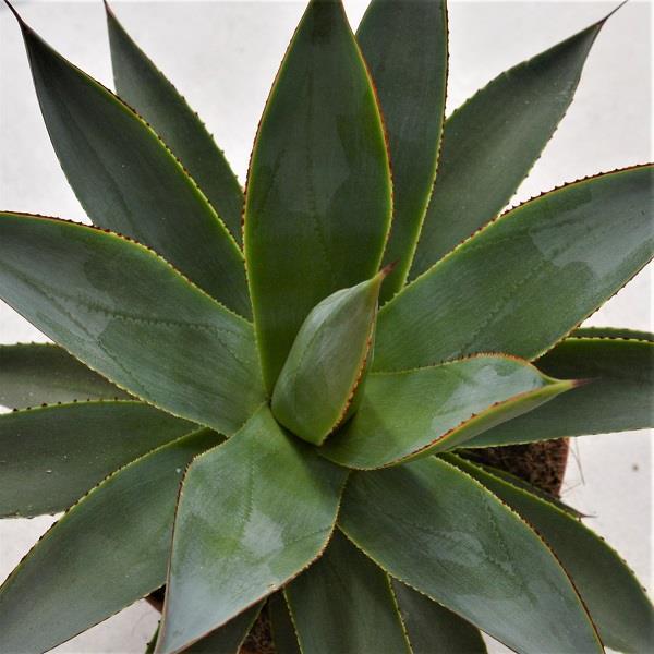 pasiora-agave-shaka-zulu-sukkulente-15-cm-topf image 1