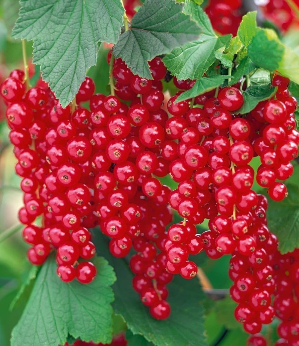 baldur-garten-johannisbeere-rote-rovada-pflanze-im-2-liter-topf image 1