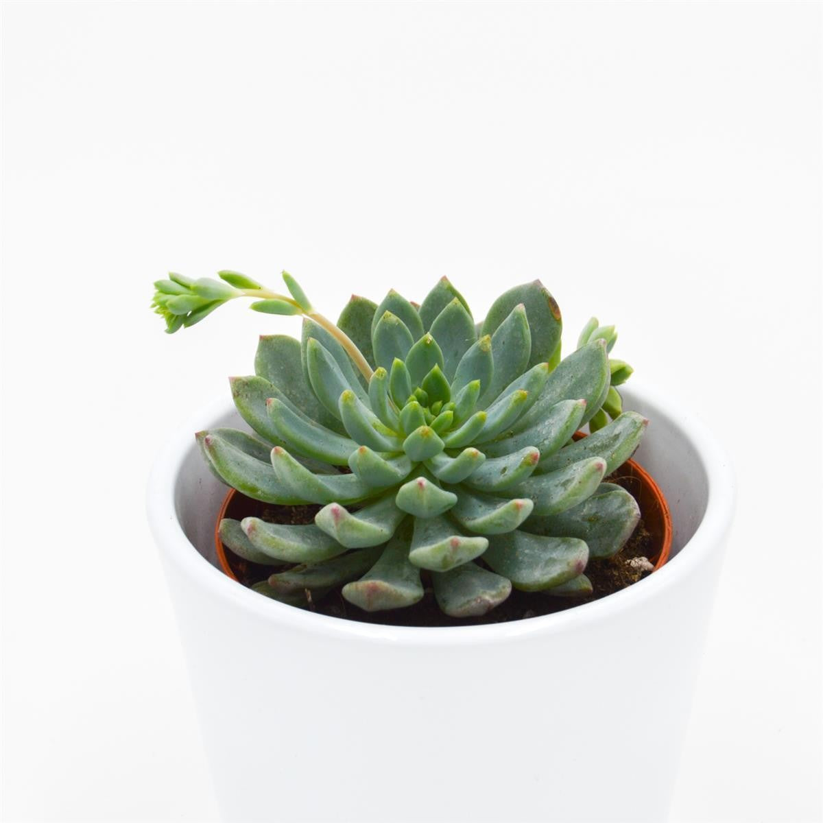 pasiora-x-sedeveria-blue-elf-sukkulente-8-5-cm-topf image 2